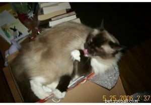 Choosing the Right Ragdoll: Rose & Dallas  Search for the Perfect Long‑Haired Companion