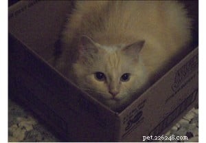 Choosing the Right Ragdoll: Rose & Dallas  Search for the Perfect Long‑Haired Companion