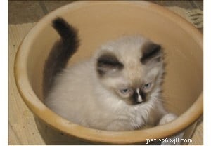 Choosing the Right Ragdoll: Rose & Dallas  Search for the Perfect Long‑Haired Companion