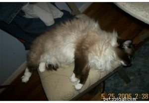 Choosing the Right Ragdoll: Rose & Dallas  Search for the Perfect Long‑Haired Companion