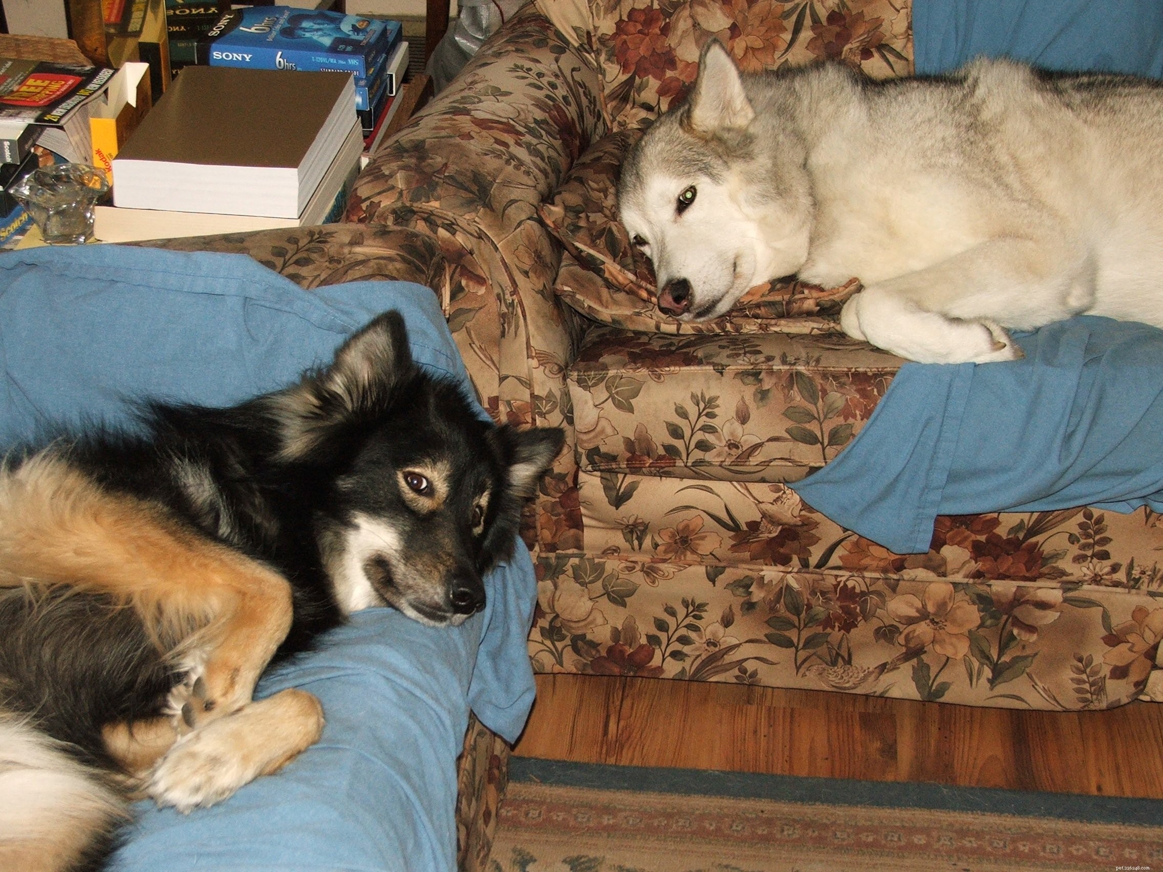 Expert Interview: Karen Craft, Renowned Pet Communicator, Shares Insights