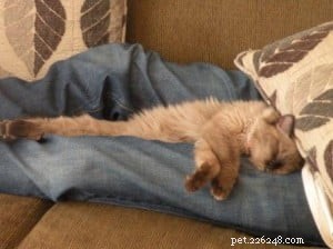 Gary & Minou: Our Journey with a Premier Ragdoll Breeder