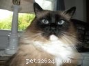Meet Latte, Java & Mocha: Heartwarming Ragdoll Stories