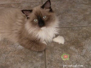 Gary & Minou: Our Journey with a Premier Ragdoll Breeder