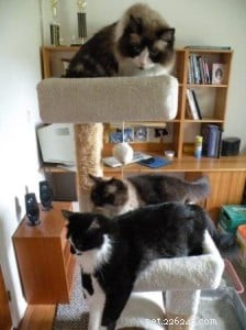 Meet Latte, Java & Mocha: Heartwarming Ragdoll Stories