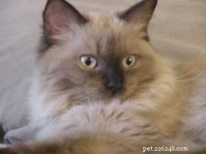 Gary & Minou: Our Journey with a Premier Ragdoll Breeder