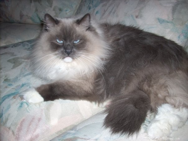 Meet Latte, Java & Mocha: Heartwarming Ragdoll Stories