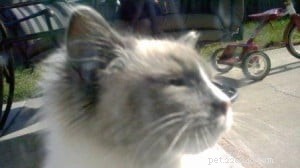 Meet London: The Energetic 8‑Month‑Old Blue‑Point Ragdoll Mix