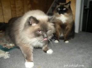 Meet Latte, Java & Mocha: Heartwarming Ragdoll Stories