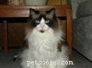 Meet Latte, Java & Mocha: Heartwarming Ragdoll Stories