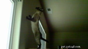 Meet London: The Energetic 8‑Month‑Old Blue‑Point Ragdoll Mix