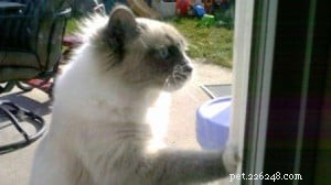 Meet Latte, Java & Mocha: Heartwarming Ragdoll Stories