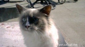 Meet London: The Energetic 8‑Month‑Old Blue‑Point Ragdoll Mix