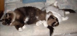 Meet Latte, Java & Mocha: Heartwarming Ragdoll Stories