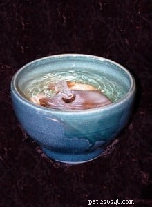 Premium Cat Fountains – Artistic Designs for Healthy Hydration