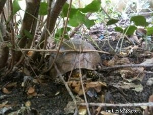 Charlie, Trigg, and the Unexpected Turtle Encounter