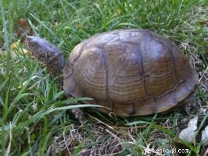 Charlie, Trigg, and the Unexpected Turtle Encounter
