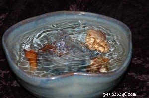 Premium Cat Fountains – Artistic Designs for Healthy Hydration