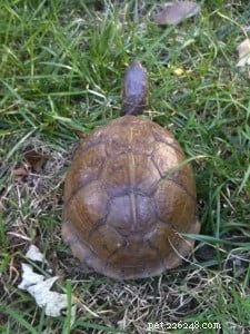 Charlie, Trigg, and the Unexpected Turtle Encounter