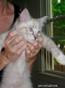Django: Ragdoll of the Week – A Heartwarming Family Journey