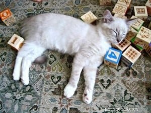 Django: Ragdoll of the Week – A Heartwarming Family Journey