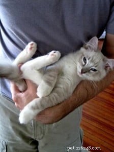 Django: Ragdoll of the Week – A Heartwarming Family Journey