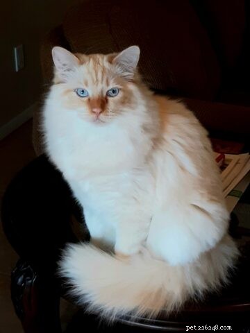 Caspurr: Spotlight on a Blue Point Ragdoll