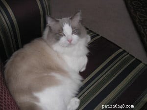 Caspurr: Spotlight on a Blue Point Ragdoll