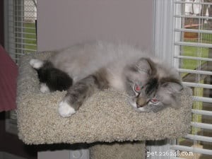 Caspurr: Spotlight on a Blue Point Ragdoll