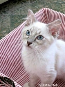 Django: Ragdoll of the Week – A Heartwarming Family Journey