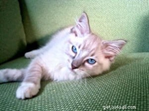 Django: Ragdoll of the Week – A Heartwarming Family Journey