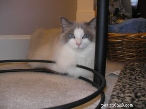 Caspurr: Spotlight on a Blue Point Ragdoll