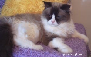 Ragdoll Rescue: Urgent Call for Support at Merlin’s Hope – Texas’s Largest Ragdoll Sanctuary