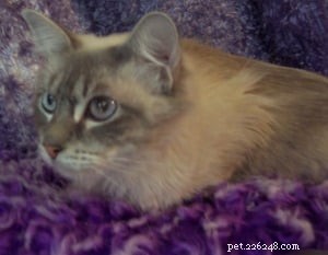 Ragdoll Cat Fading Color Issue – Expert Advice for Owners