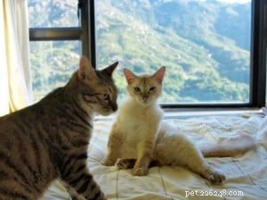 Ragdoll Cat Fading Color Issue – Expert Advice for Owners