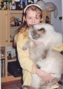 Meet King: Finland’s Rising Ragdoll Star