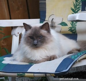 Meet King: Finland’s Rising Ragdoll Star