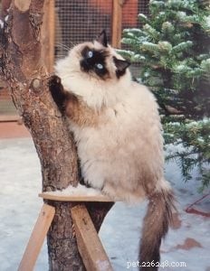 Meet King: Finland’s Rising Ragdoll Star