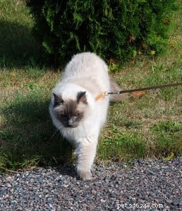 Meet King: Finland’s Rising Ragdoll Star