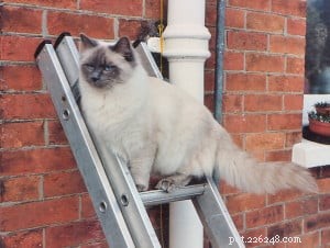 Meet King: Finland’s Rising Ragdoll Star