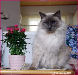 Meet King: Finland’s Rising Ragdoll Star