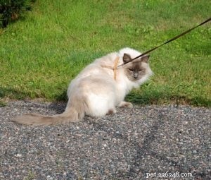 Meet King: Finland’s Rising Ragdoll Star