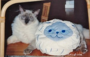 Meet King: Finland’s Rising Ragdoll Star