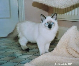 Meet King: Finland’s Rising Ragdoll Star
