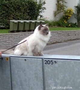 Meet King: Finland’s Rising Ragdoll Star