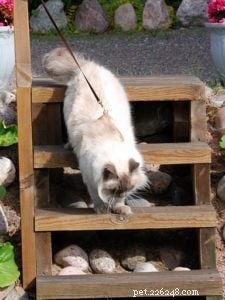 Meet King: Finland’s Rising Ragdoll Star