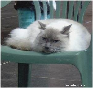 Meet King: Finland’s Rising Ragdoll Star