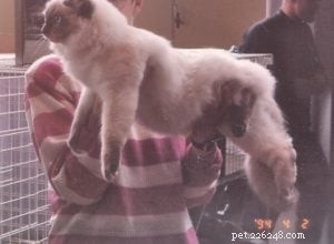 Meet King: Finland’s Rising Ragdoll Star