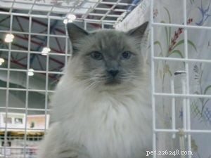 Meet King: Finland’s Rising Ragdoll Star