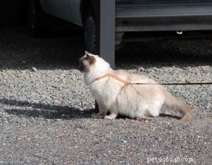 Meet King: Finland’s Rising Ragdoll Star